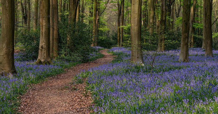 woodland floor covered in bluebell flowers